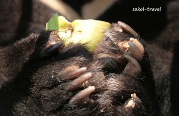 Гималайские медведи