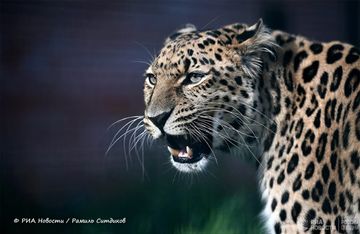 Дальневосточный леопард