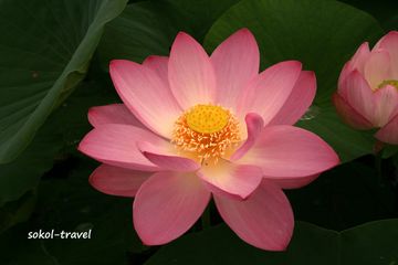 Лотос Комарова