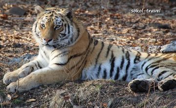 Амурский тигр